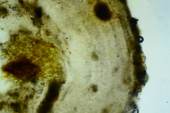 Membranomyces spurius