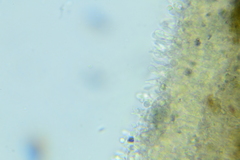 Membranomyces spurius