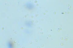 Membranomyces spurius