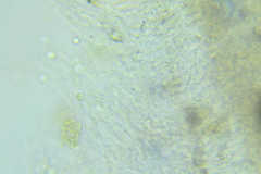 Membranomyces spurius
