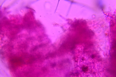 Membranomyces spurius