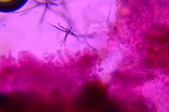 Membranomyces spurius