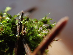 Pohlia longibracteata