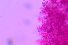 Membranomyces spurius