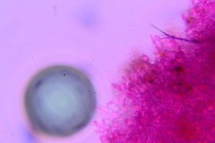 Membranomyces spurius