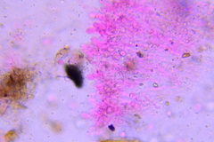 Membranomyces spurius