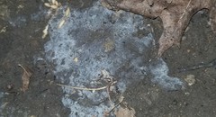 Clavulicium delectabile