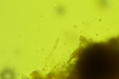 Clavulicium delectabile