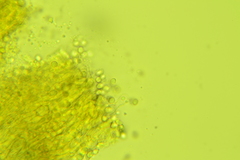 Clavulicium delectabile