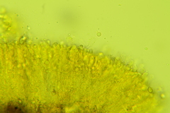 Clavulicium delectabile