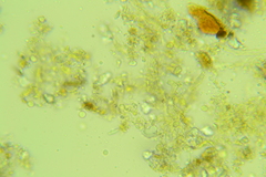 Clavulicium delectabile