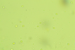 Clavulicium delectabile