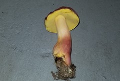 Lanmaoa pallidorosea