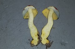 Lanmaoa pallidorosea