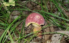 Lanmaoa pallidorosea