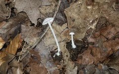 Resinomycena rhododendri