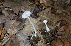 Resinomycena rhododendri