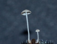 Resinomycena rhododendri