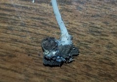 Resinomycena rhododendri