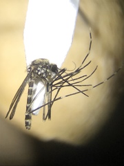 Aedes epactius
