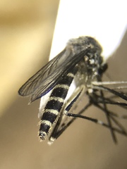 Aedes epactius
