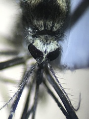 Aedes epactius