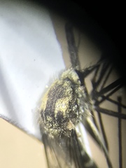 Aedes epactius