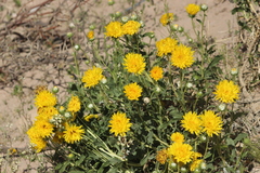Grindelia chiloensis