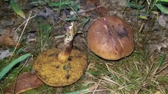 Cyanoboletus