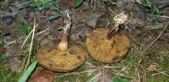 Cyanoboletus