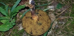 Cyanoboletus