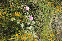 Sphaeralcea mendocina