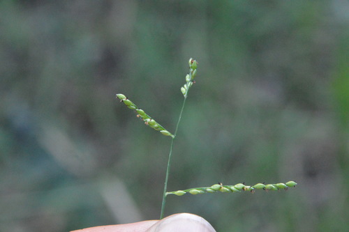 Image of Urochloa reptans by (c) Dan Johnson, some rights reserved (CC BY)
