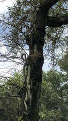 Sciurus carolinensis