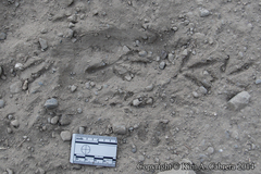 Callipepla californica