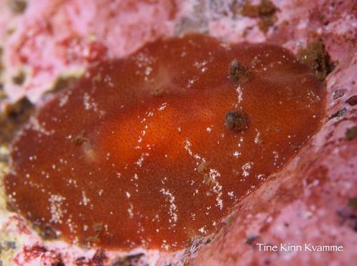 Rostanga rubra