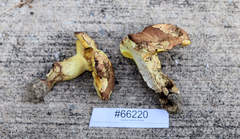 Butyriboletus taughannockensis