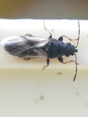 Metopoplax ditomoides