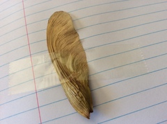 Platanaceae