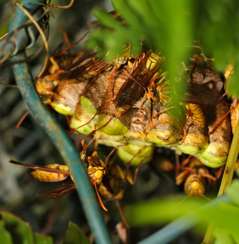 Polistes japonicus