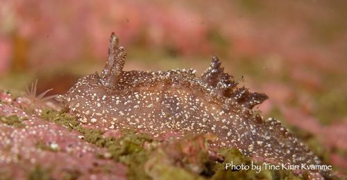 Pelagella castanea