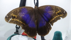 Eryphanis aesacus