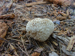 Lycoperdon subcretaceum