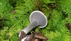 Clitopilus brunnescens