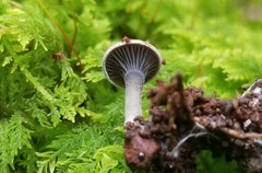 Clitopilus brunnescens
