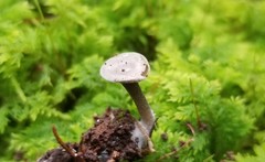 Clitopilus brunnescens
