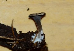 Clitopilus brunnescens