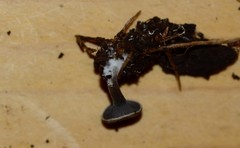 Clitopilus brunnescens