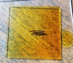 Clitopilus brunnescens