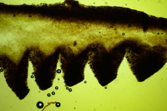 Clitopilus brunnescens